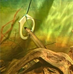 A 48 year old eel passes an antenna in Finland, where eels are monitored to see if one spontaneously becomes sexually mature
