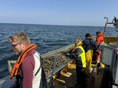 Fisherman Stefan Tijsen on his trawler WR147 sorting catches together with researchers in the Hollandse Kust Zuid wind farm. Photo: WUR