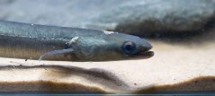 European eel