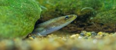 Young eel on the river bottom