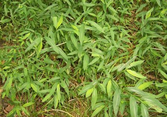 Japans steltgras (Microstegium vimineum) (Foto: Theresa Yednock, NPS USA, Wikimedia Commons, 2020)