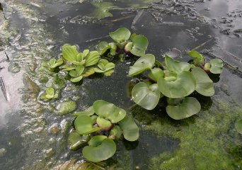 Waterhyacint en watersla (Pistia) (Foto: Arjan de groot)