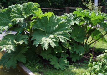 Gewone gunnera (Gunnera tinctoria) (Foto: Karelj, Wikimedia Commons, 2010)